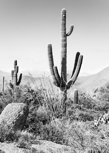 Canvastavla - Saguaro