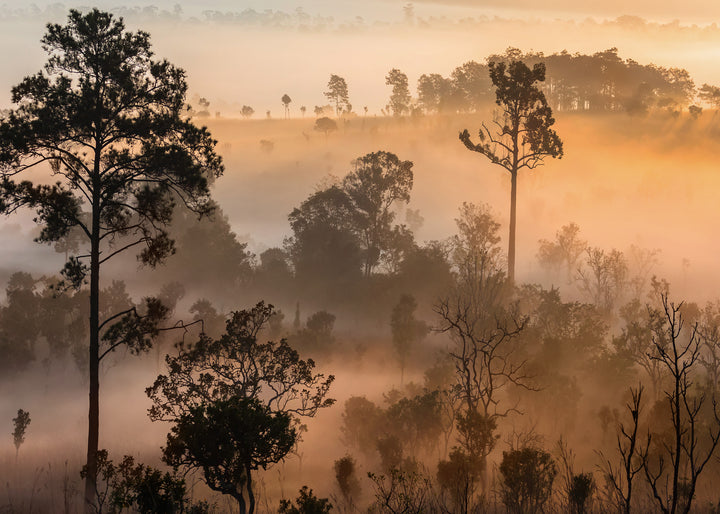 Canvastavla - Misty Woods