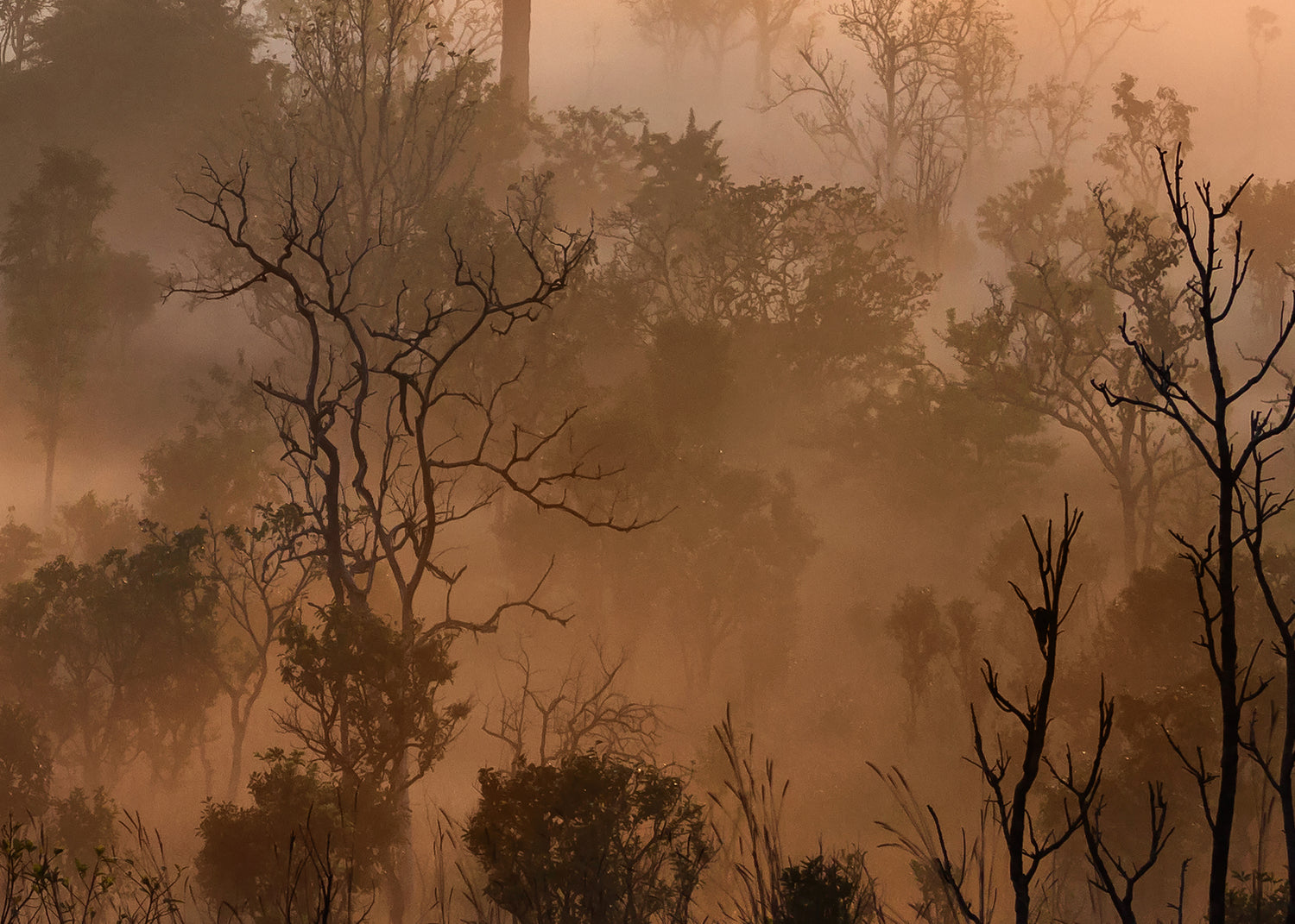 Canvastavla - Misty Woods
