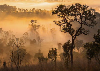 Canvastavla - Forest Sun