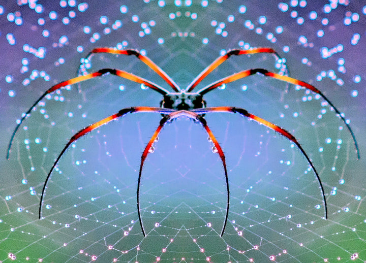 Canvastavla - Plexus