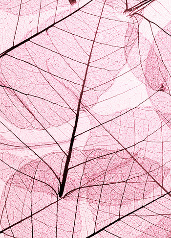 Canvastavla - Leafs