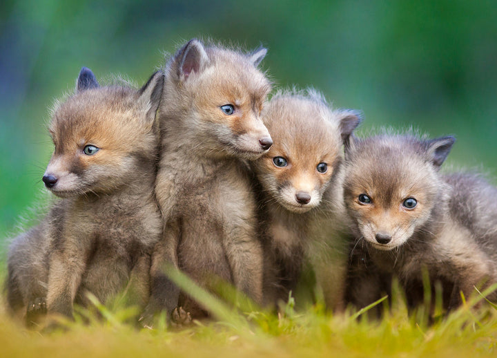 Canvastavla - Wolfs of Sweden