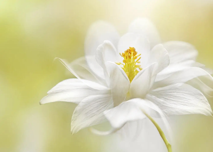Canvastavla - White Blossom