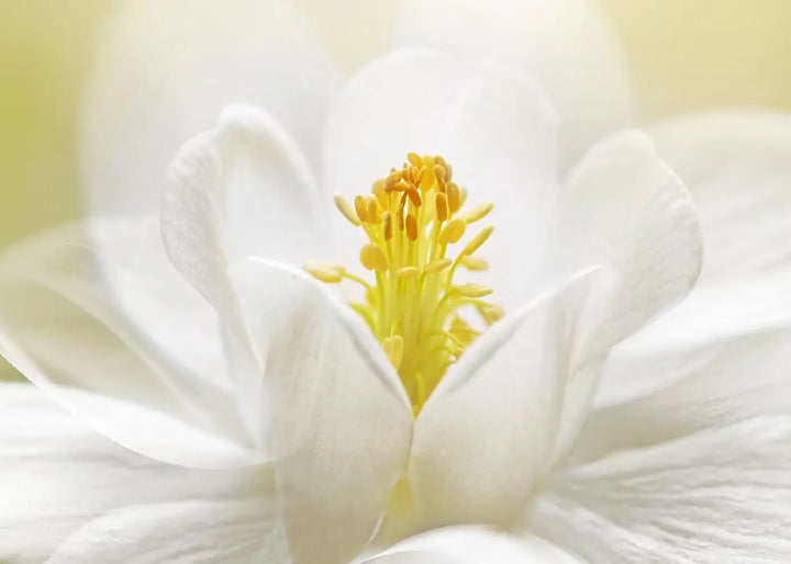 Canvastavla - White Blossom