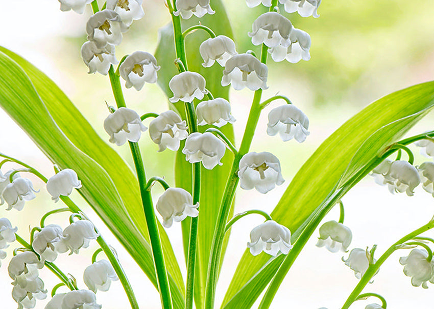 Tavla - Lily of the valley