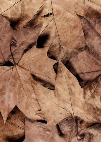 Canvastavla - Dry Leaves