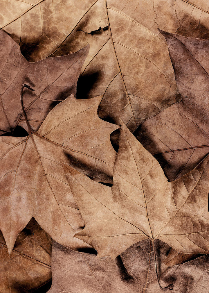 Canvastavla - Dry Leaves
