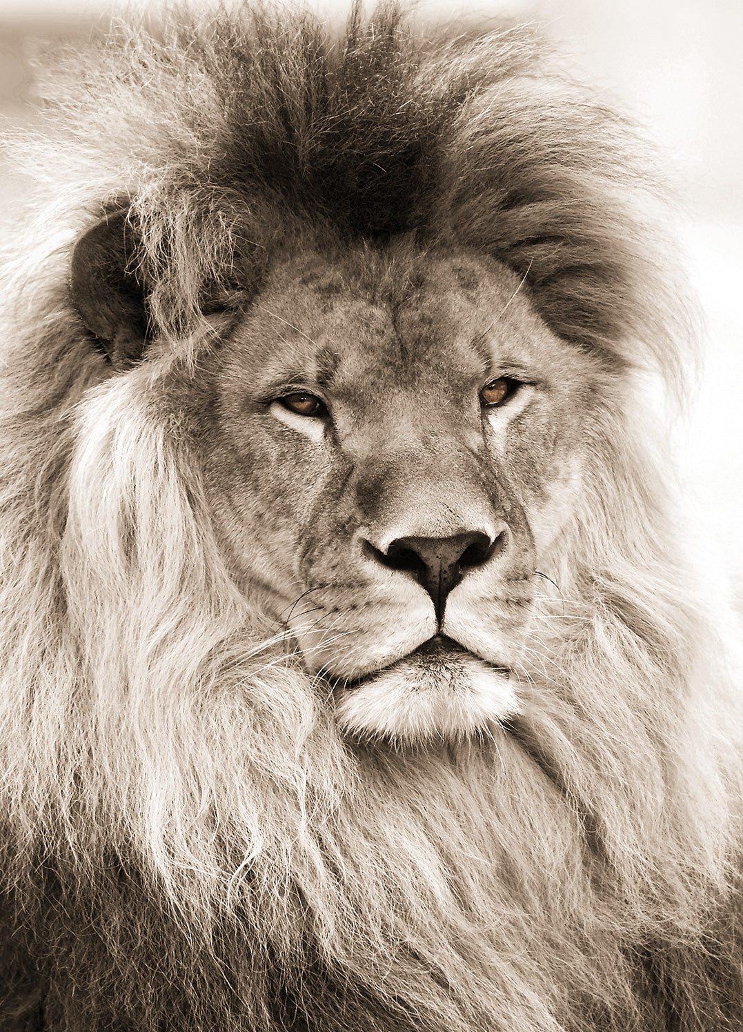 Canvastavla - Lion King