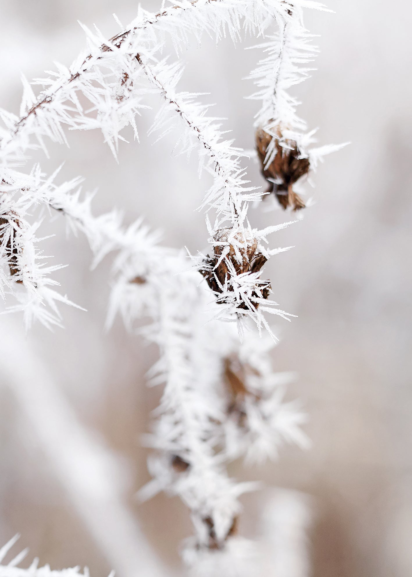 Canvastavla - Frosty Thistles