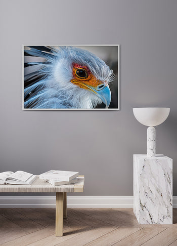 Poster - Beak