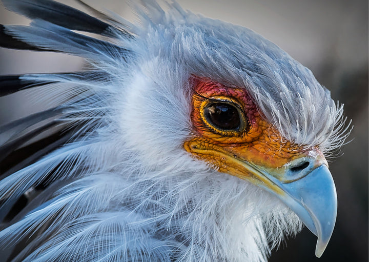 Juliste - Beak