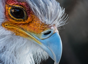 Canvastavla - Beak
