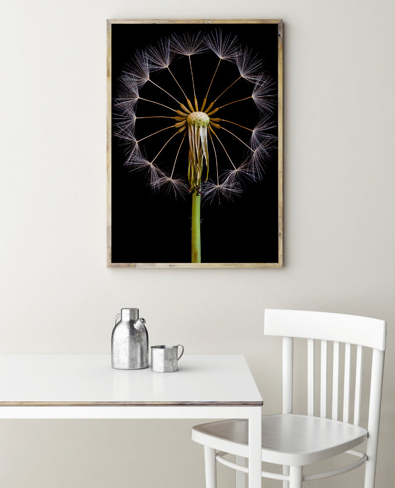 Poster - Aphaca