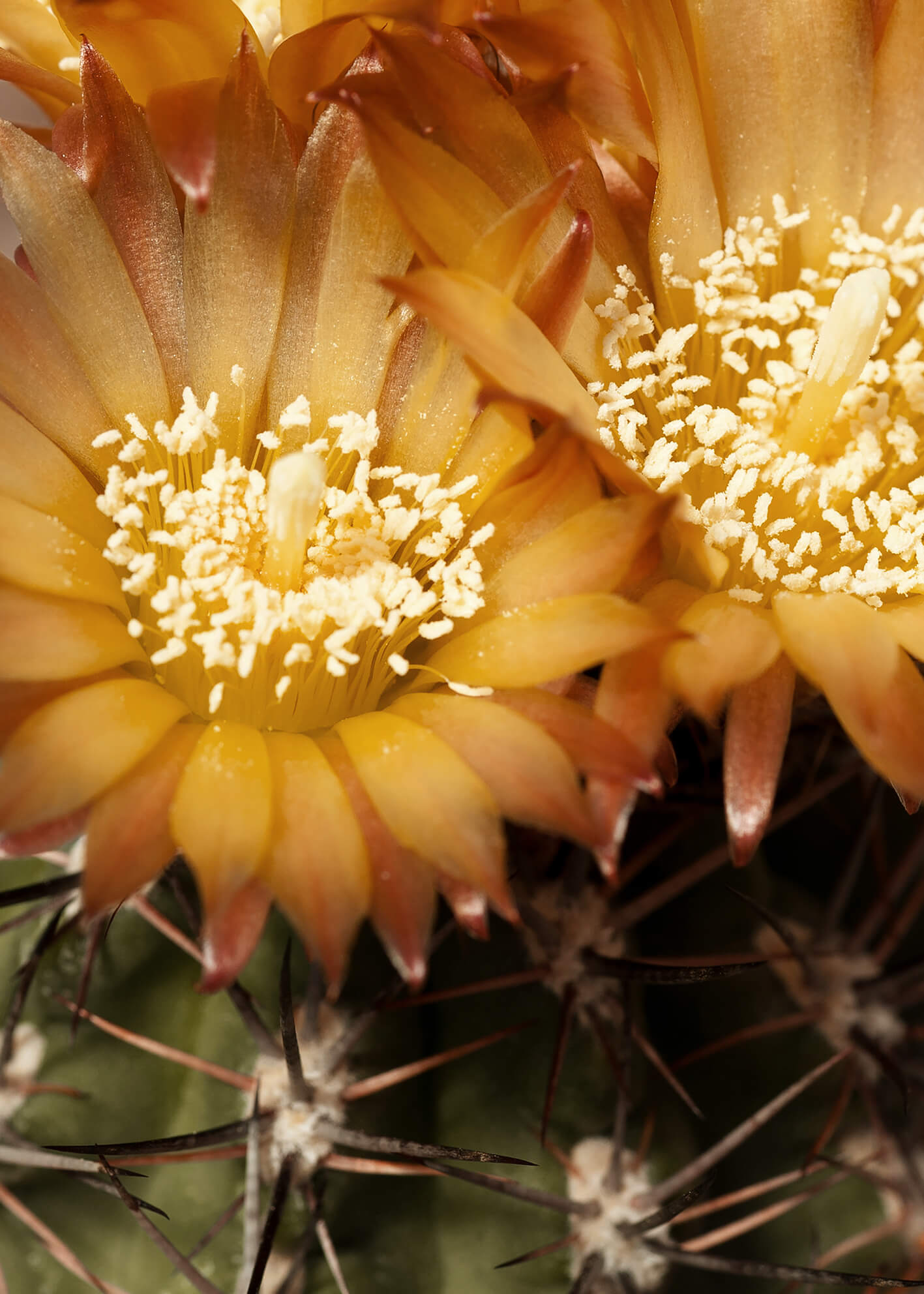 Canvastavla - Neoporteria