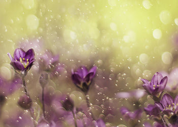 Tavla - Lovelly purple