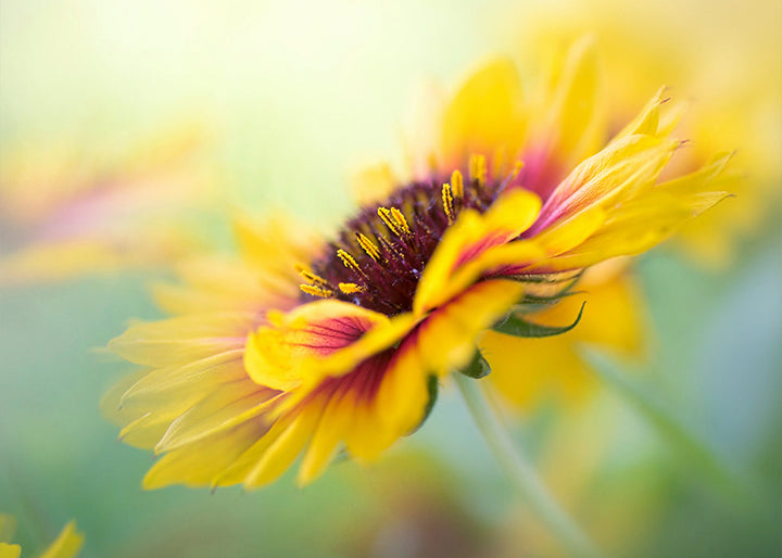 Tavla - Yellow blooms