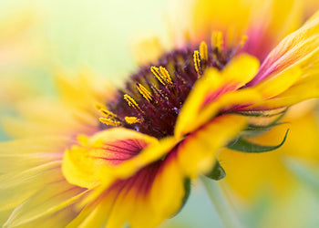 Tavla - Yellow blooms