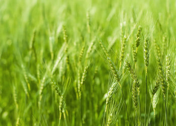 Canvastavla - Green meadow