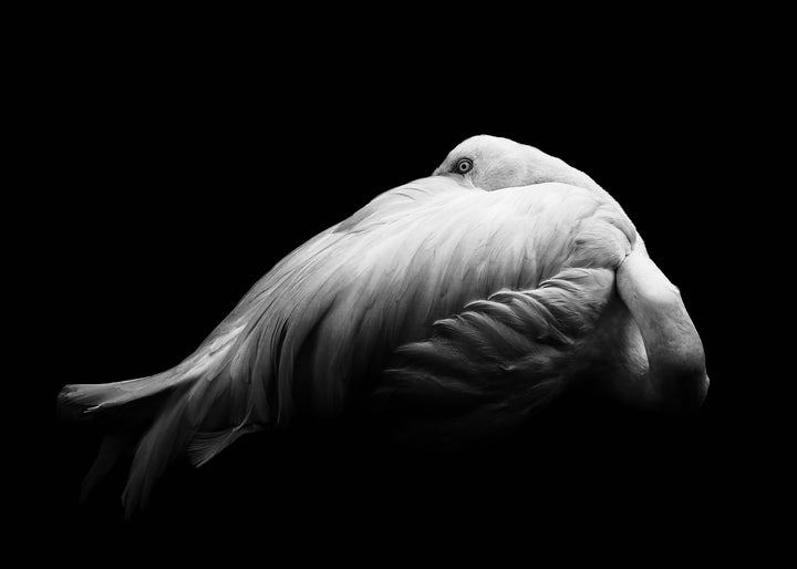 Canvastavla - Beauty in Dark