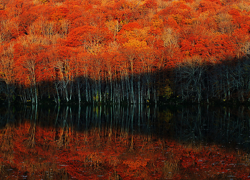 Canvastavla - Autumn's Spectrum