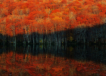 Canvastavla - Autumn's Spectrum