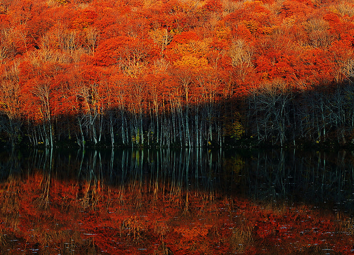 Canvastavla - Autumn's Spectrum
