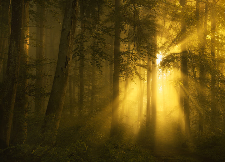 Canvastavla - Golden forest