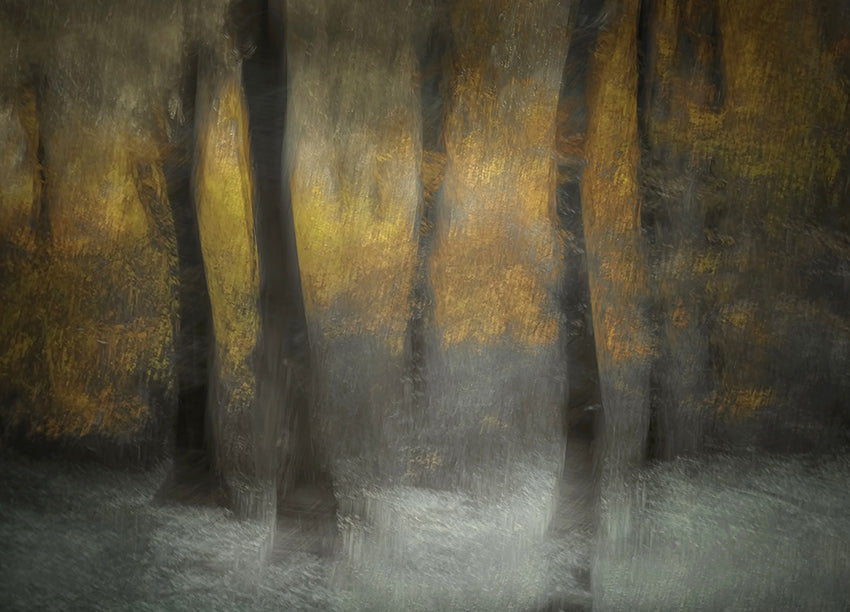 Tavla - Autumn Shadows