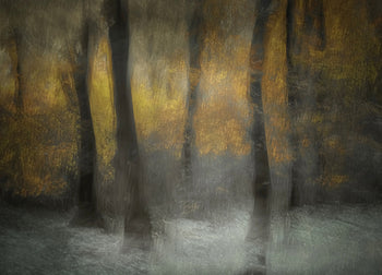 Tavla - Autumn Shadows