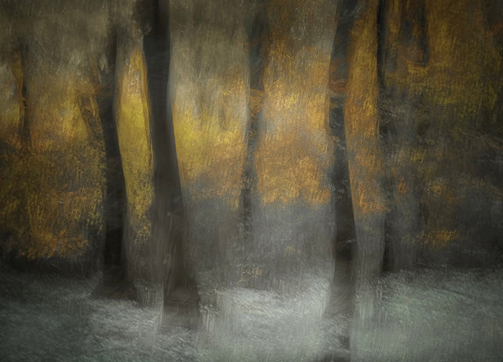 Tavla - Autumn Shadows