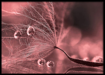 Poster - Plume