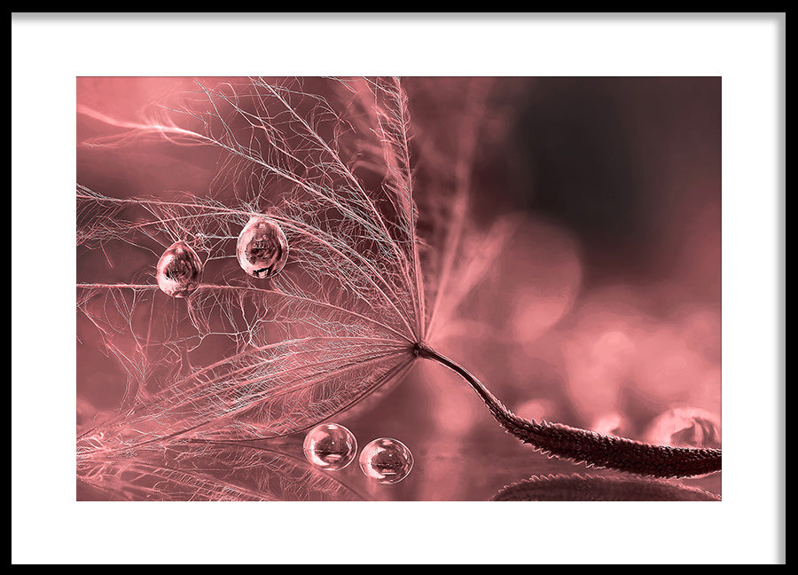 Poster - Plume