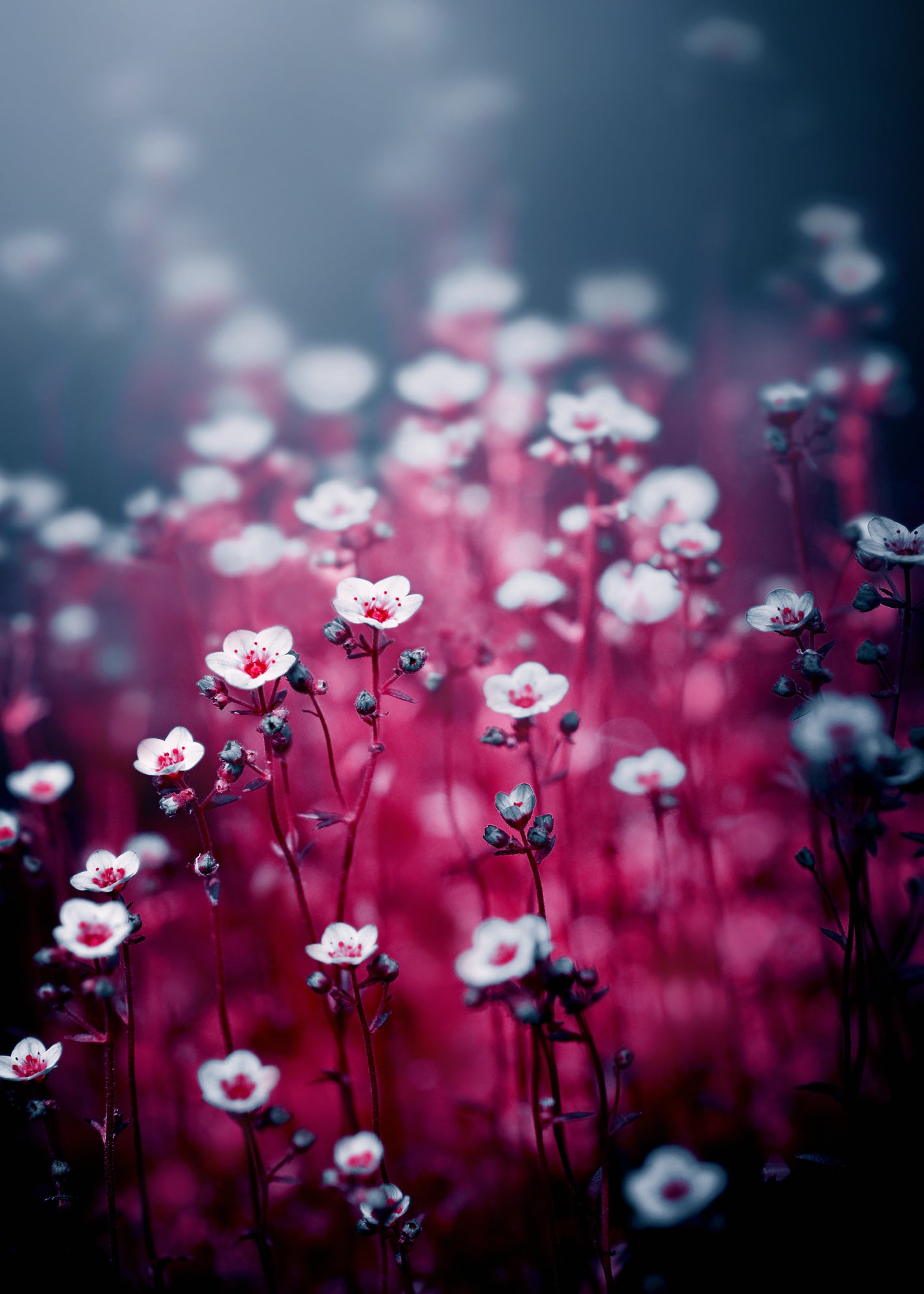 Canvastavla - Royal flowers
