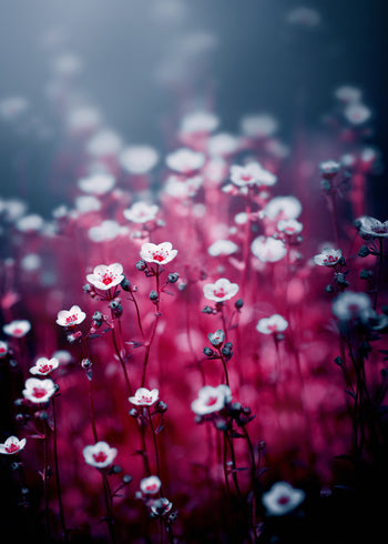 Canvastavla - Royal flowers