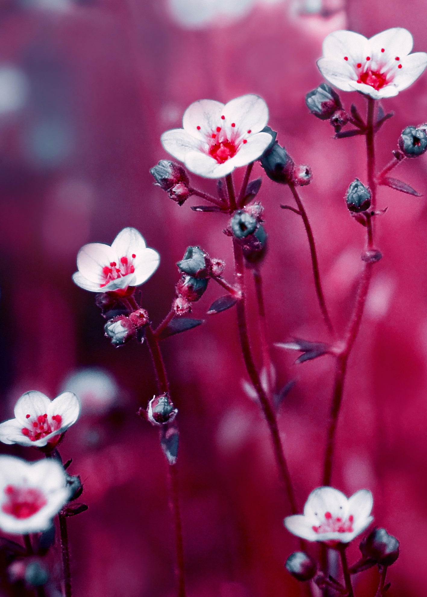 Canvastavla - Royal flowers