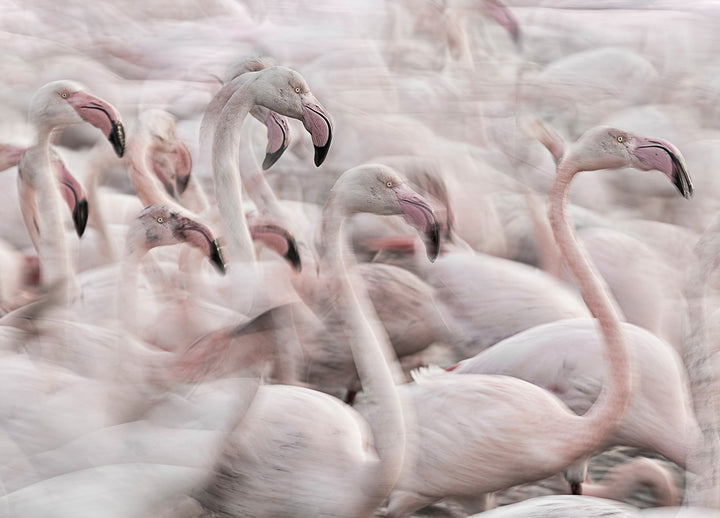 Tavla - Flock
