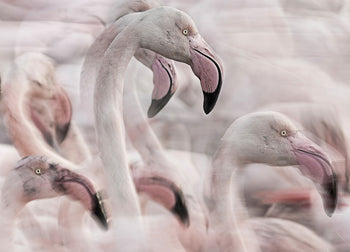 Tavla - Flock