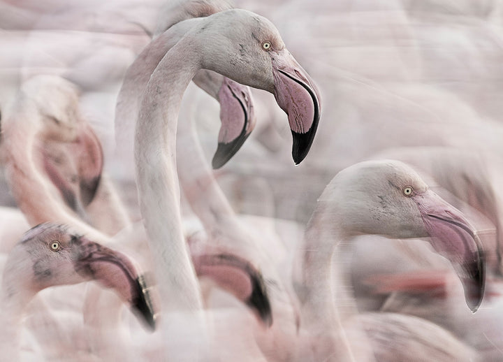 Tavla - Flock