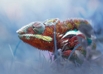Canvastavla - Slink