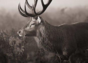 Canvastavla - Deer's Graceful Haven