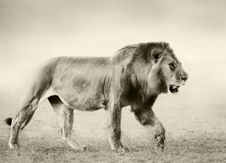 Tavla - Botswana