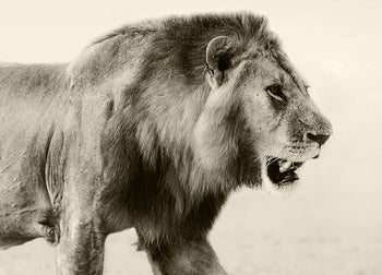 Tavla - Botswana