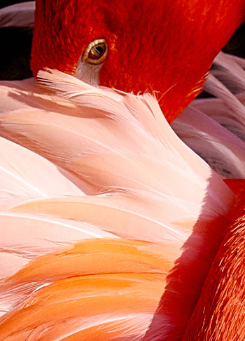 Tavla - Red Swan