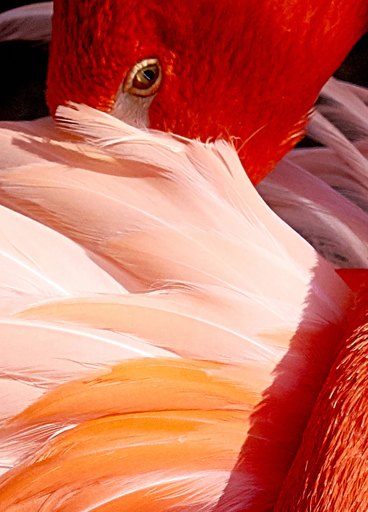 Tavla - Red Swan