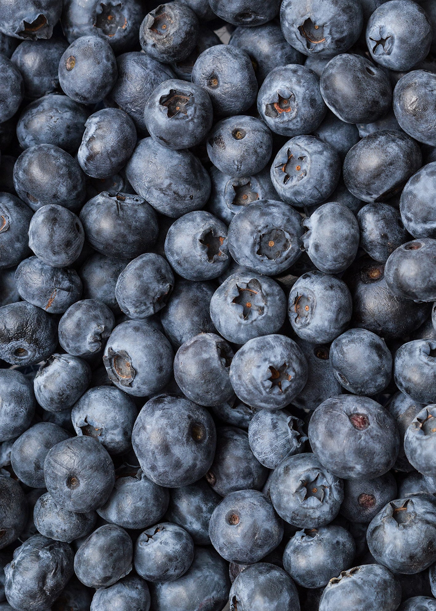 Canvastavla - Blueberry