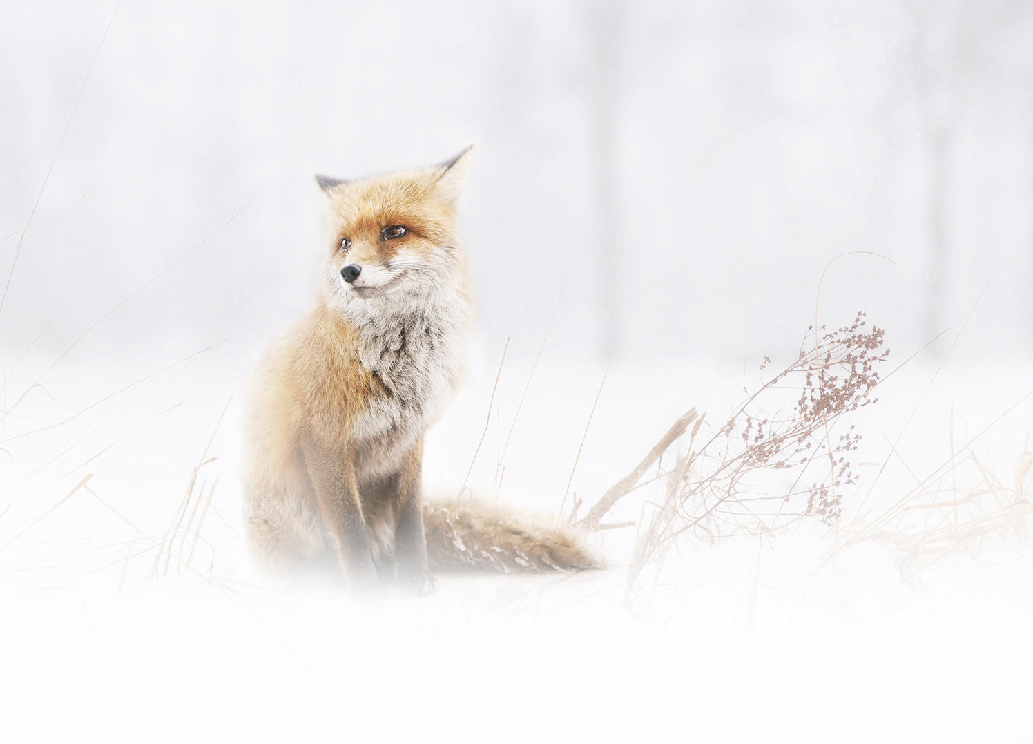 Tavla - Fox In The Fog