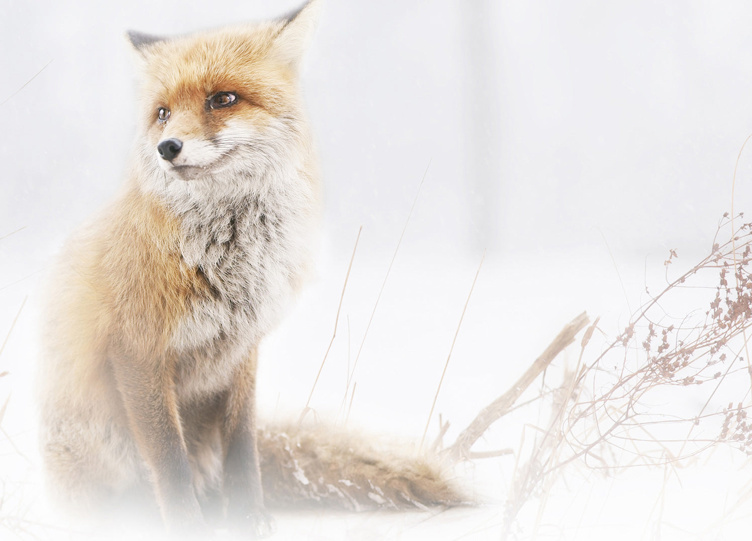 Tavla - Fox In The Fog
