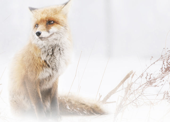 Tavla - Fox In The Fog