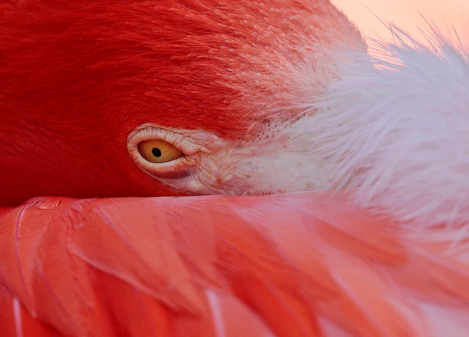 Tavla - Feathers